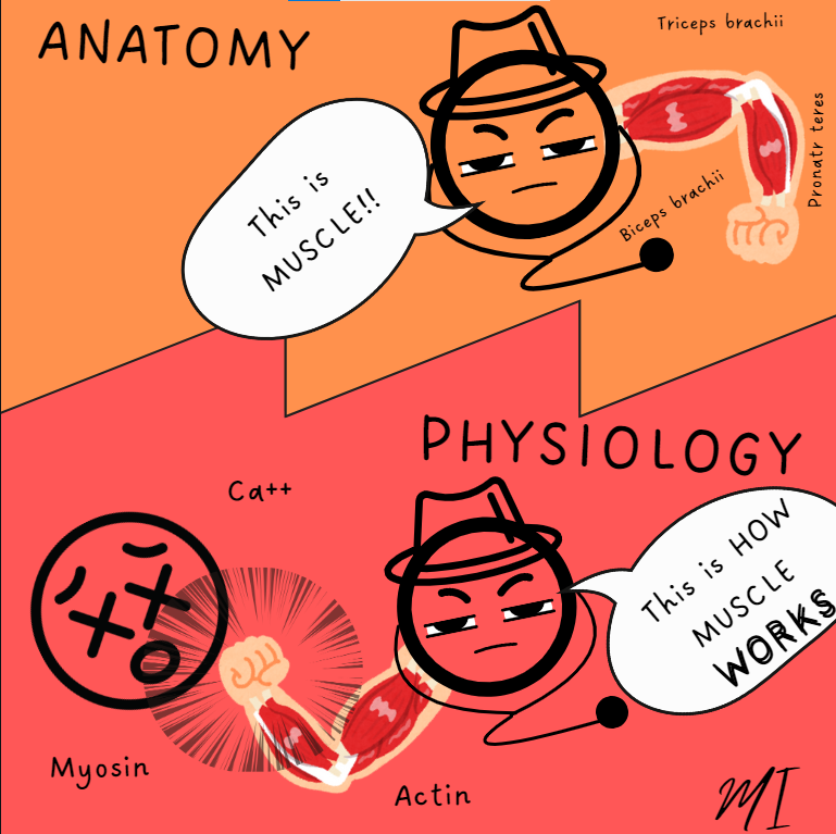 Anatomy-and-physiology-difference (Med Insider Illustration)